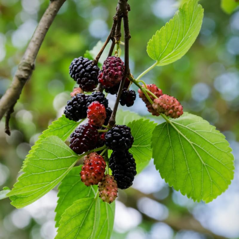 Dwarf Everbearing Mulberry Plant 5 to 8 Inch Tall Sweet Mulberry Tree Live Plant C98676