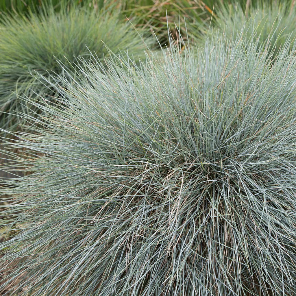 2.5 Quart Powder Blue Foliage Ornamental Perennial Fescue Grass I49696