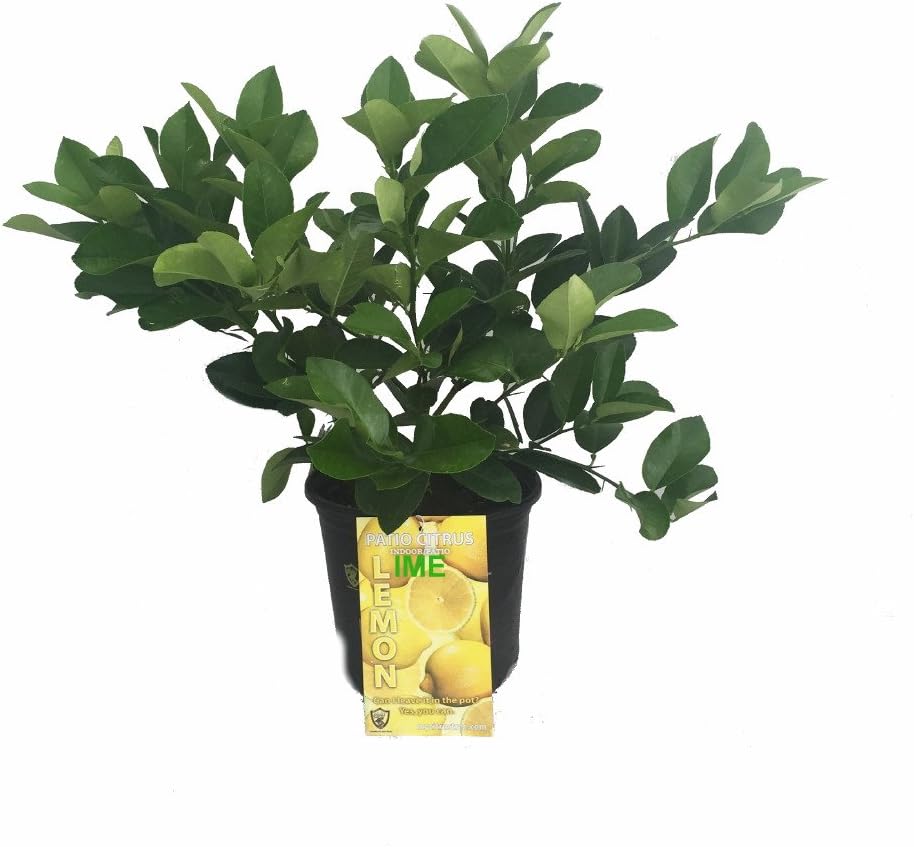 8" Pot Cocktail Tree S424231