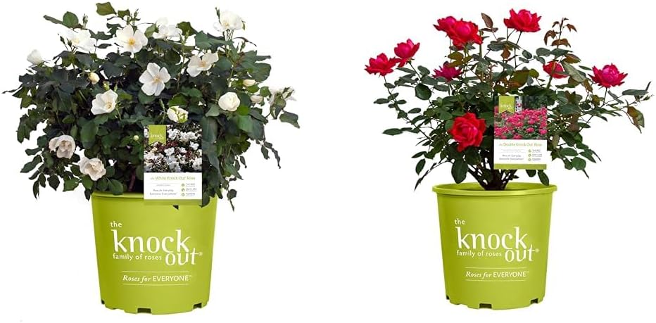1 Gallon Cherry Red Plant Bundle J55200