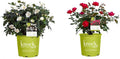 1 Gallon Cherry Red Plant Bundle J55200
