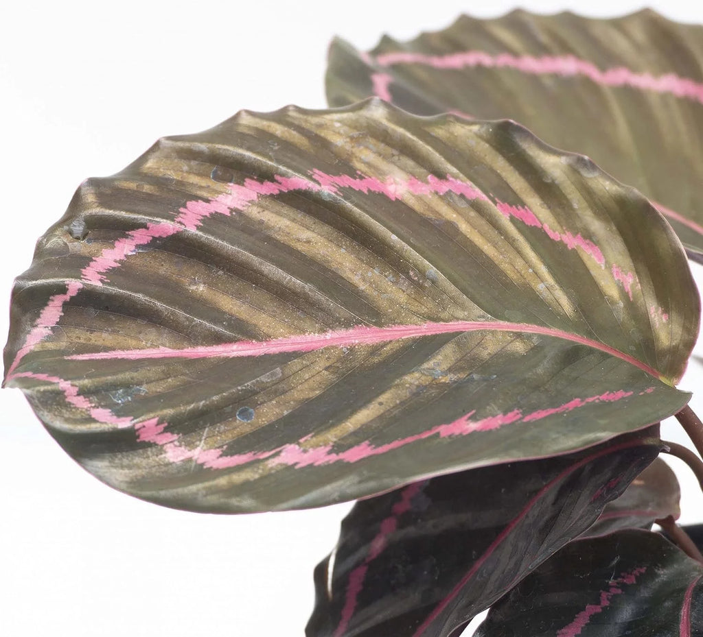 Calathea Dottie Prayer Plant in a 2 Inch Pot A3319